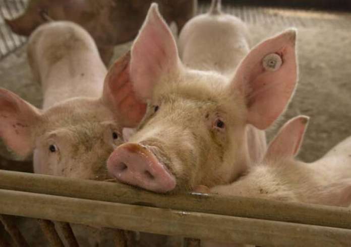 Σέρρες: Κρούσμα αφρικανικής πανώλης σε χοίρους – Σε ισχύ έκτακτα μέτρα