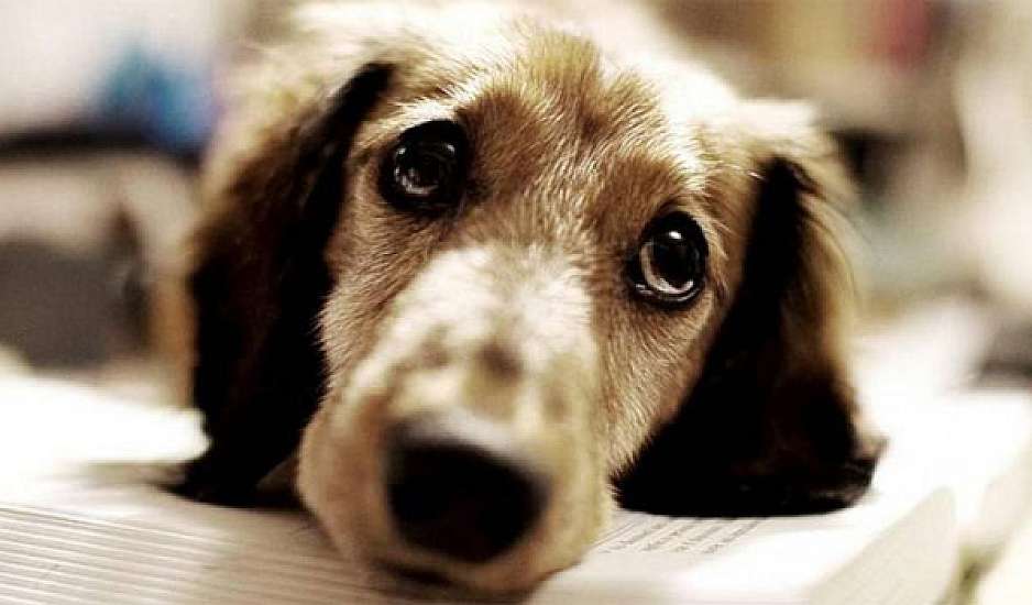 Απίστευτη κτηνωδία στη Λάρισα: Σκότωσαν αδέσποτο σκύλο με αλυσοπρίονο