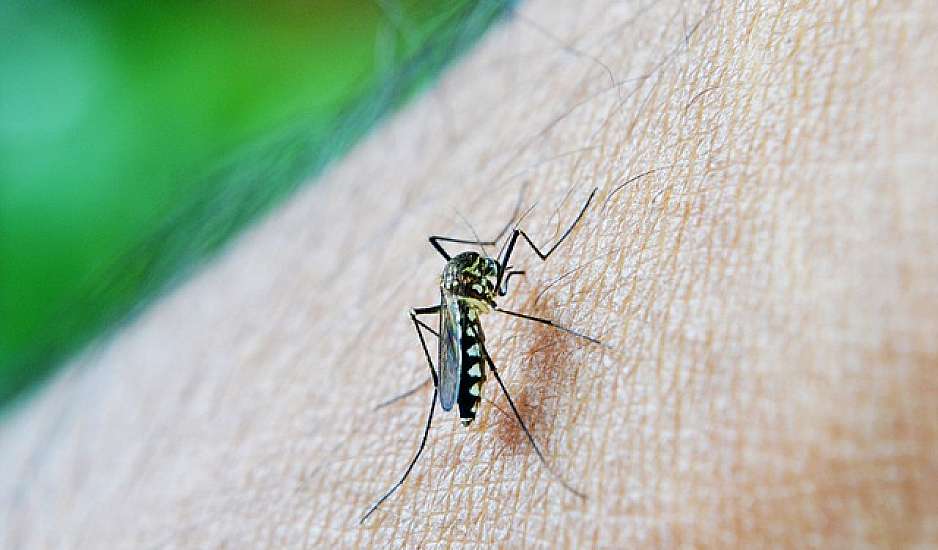 Κορεάτικο κουνούπι ανθεκτικό στο κρύο – Θα μπορούσε να αποικίσει και την Ελλάδα