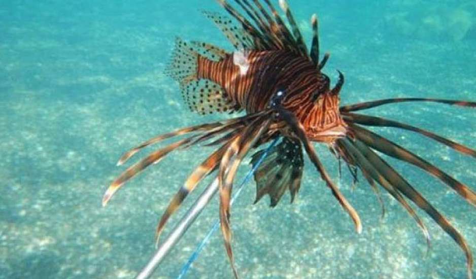 Λεοντόψαρα: Ένας "εισβολέας" στις θάλασσες της Κρήτης ‑ Που συναντάται το επικίνδυνο ψάρι