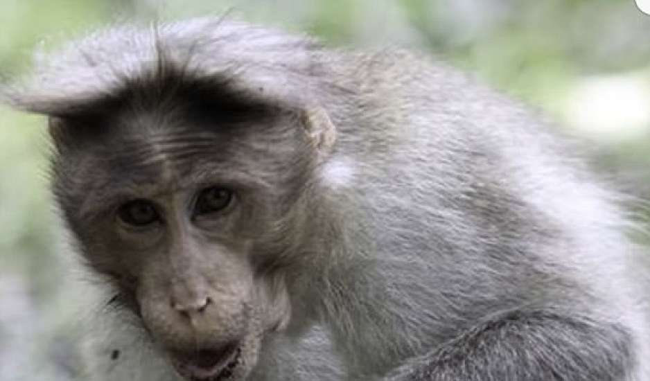Απίστευτο: Μαϊμού μπήκε σε σπίτι, άρπαξε και σκότωσε βρέφος 12 ημερών