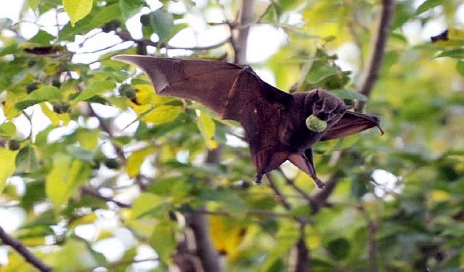 Ιός νυχτερίδας: Φόβοι για νέα απειλή πανδημίας - Τα συμπτώματα