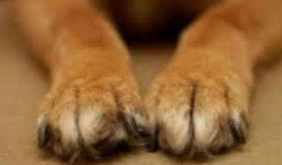 Βρετανία: Σκύλος κόλλησε τον κορονοϊό από τον ιδιοκτήτη του