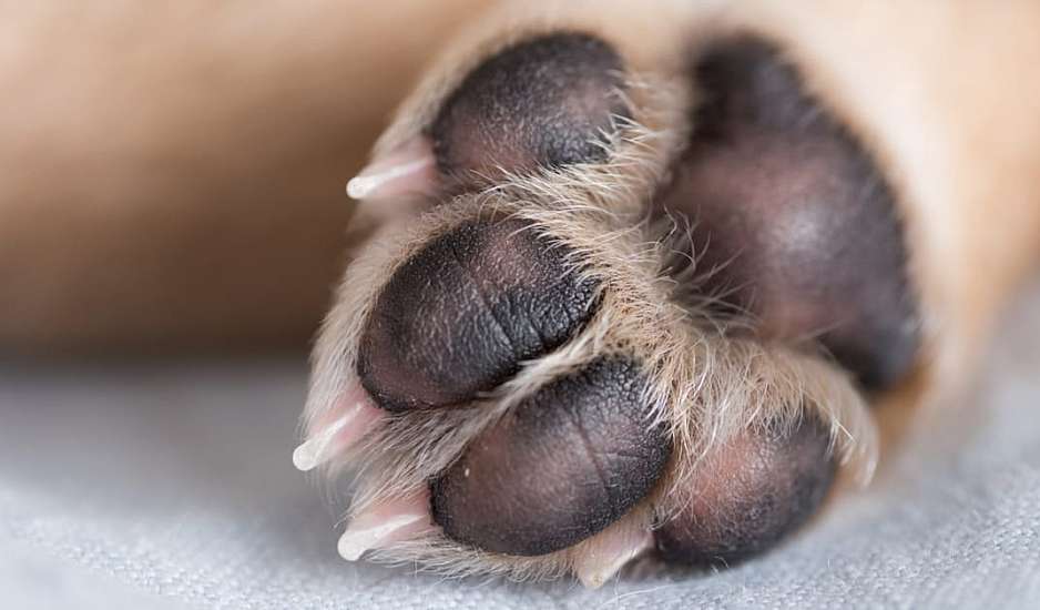 Αράχωβα: Αναπάντητα ερωτήματα για την κακοποίηση του σκύλου