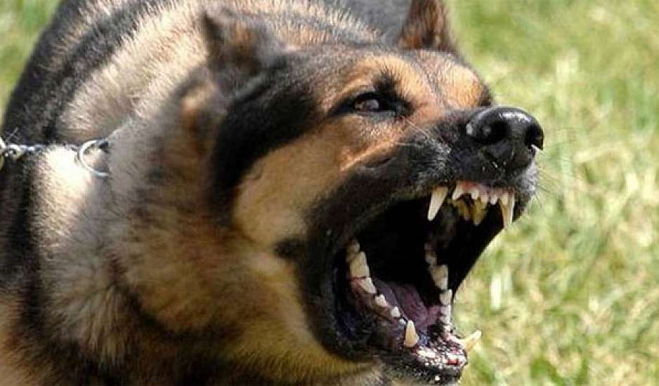 Βόλος: Αγέλη αδέσποτων σκύλων επιτέθηκε σε 42χρονη – «Σκεφτόμουν ότι δεν θα τη βγάλω καθαρή»