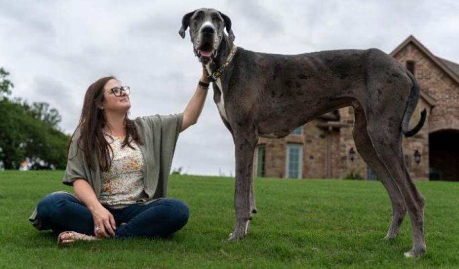 Πέθανε σε ηλικία 3 ετών ο Δίας, ο ψηλότερος σκύλος στον πλανήτη – Είχε μπει στο βιβλίο Γκίνες