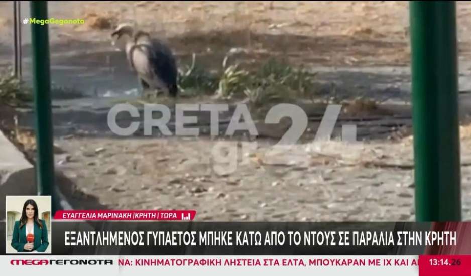 Κρήτη: Λουόμενοι εντόπισαν γυπαετό εξαντλημένο από τον καύσωνα