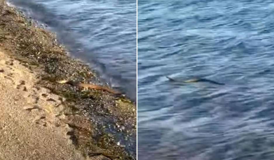 Αναστάτωση σε παραλία στην Εύβοια - Φίδι κολυμπά και βγαίνει από τη θάλασσα στη στεριά