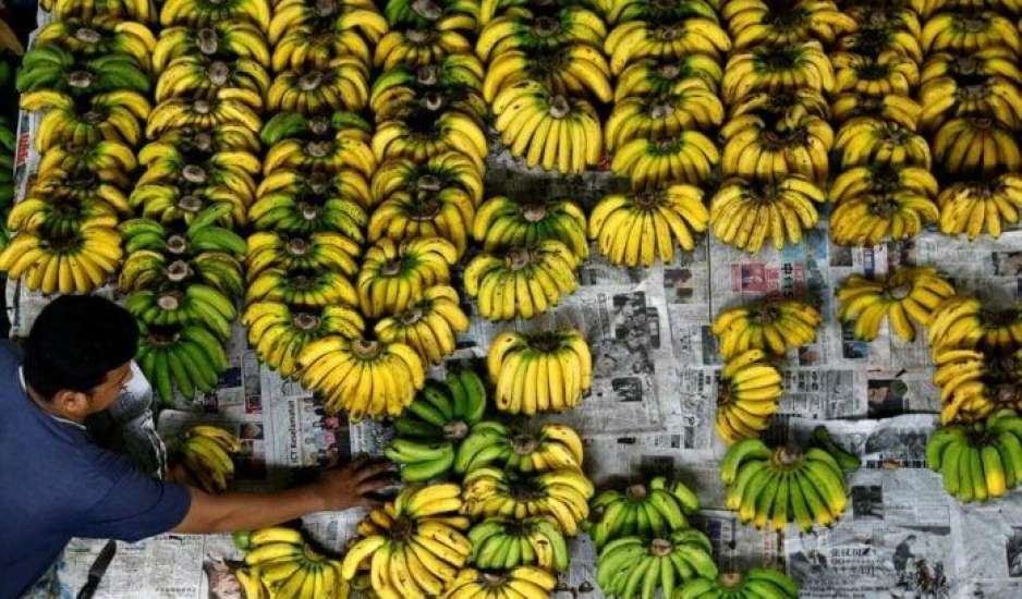 Η πανδημία της μπανάνας οδηγεί σε κατάρρευση την παγκόσμια παραγωγή της
