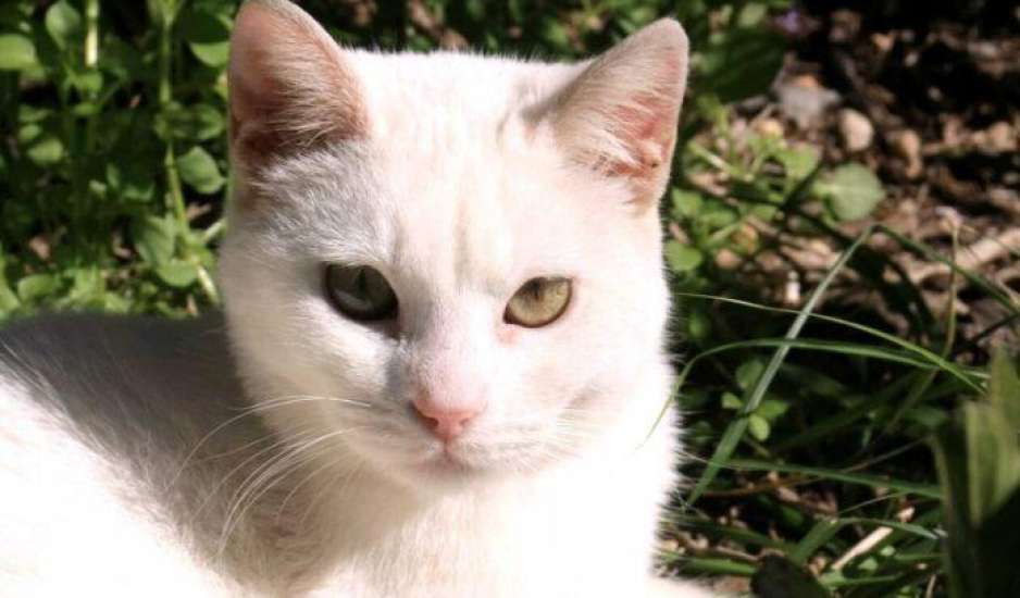 Κτηνωδία στα Χανιά – Πυροβόλησαν και σκότωσαν γάτα ενώ κοιμόταν