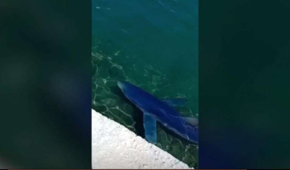 Καρχαρίες εγκλωβίστηκαν στα λιμάνια Βόλου και Γλυφάδας