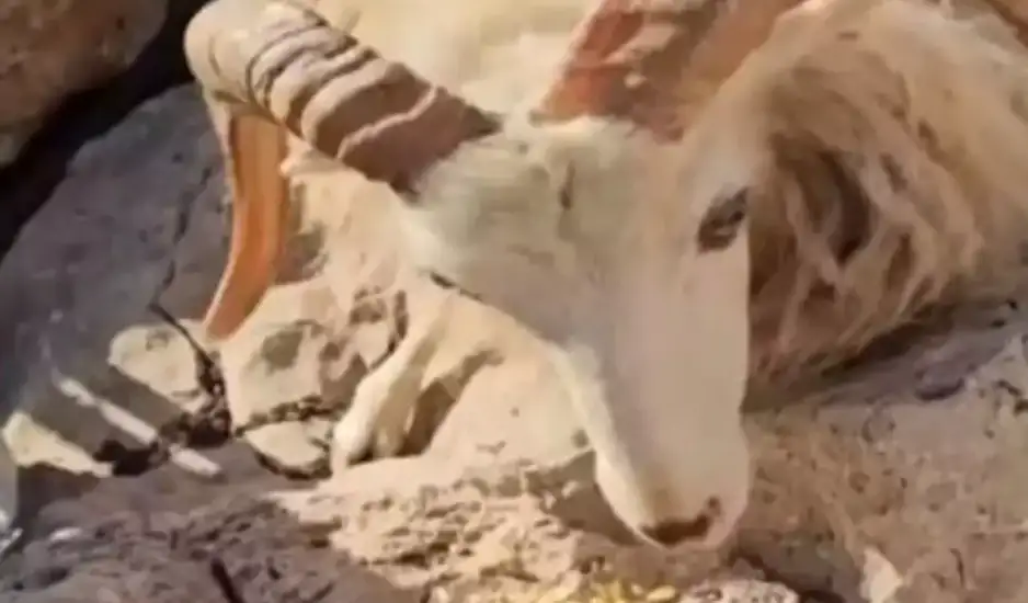 Άφησαν κοπάδι από αιγοπρόβατα στη βραχονησίδα Μάκρη χωρίς νερό και τροφή – Πέθαναν 25 ζώα