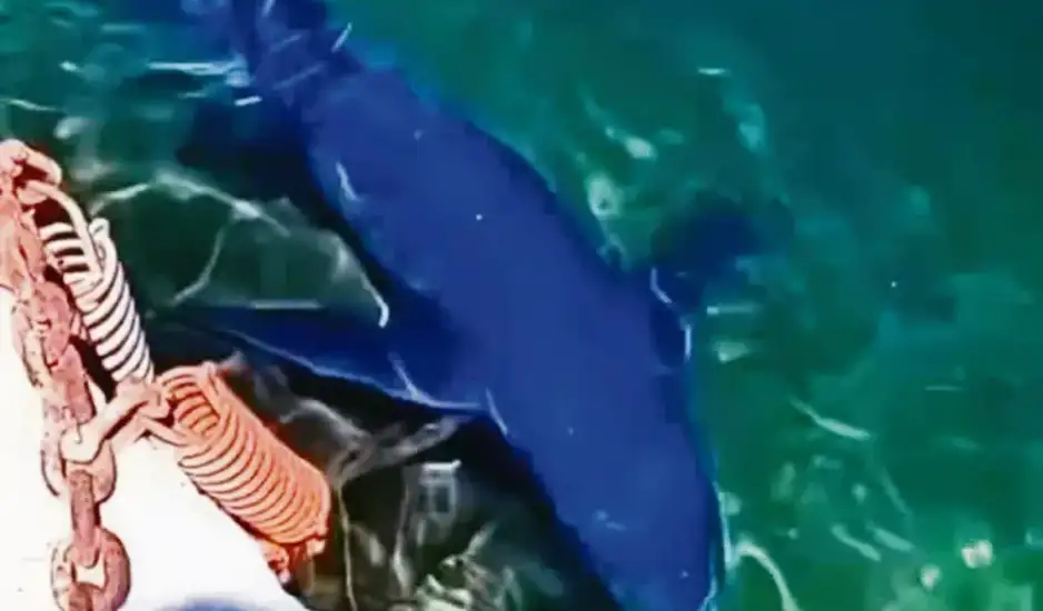 Τι έφερε τους γαλάζιους καρχαρίες σε Γλυφάδα και Βόλο - Τι πρέπει να κάνουν οι λουόμενοι