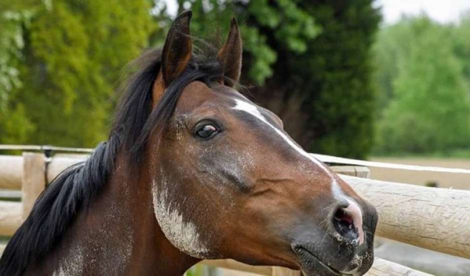 Κέρκυρα: Άλογο άμαξας κατέρρευσε και άφησε την τελευταία του πνοή στον δρόμο
