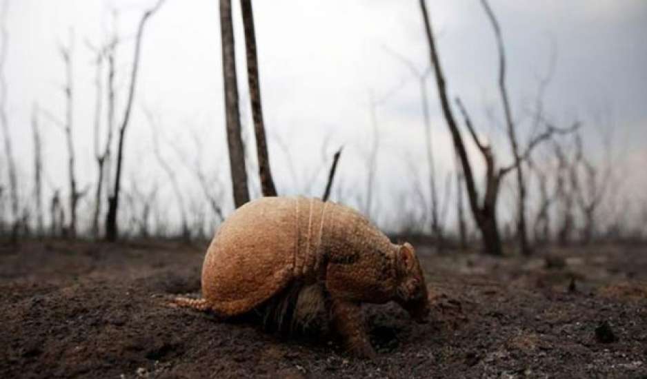 Βολιβία: Τουλάχιστον 2,3 εκατομμύρια άγρια ζώα πέθαναν στις πυρκαγιές