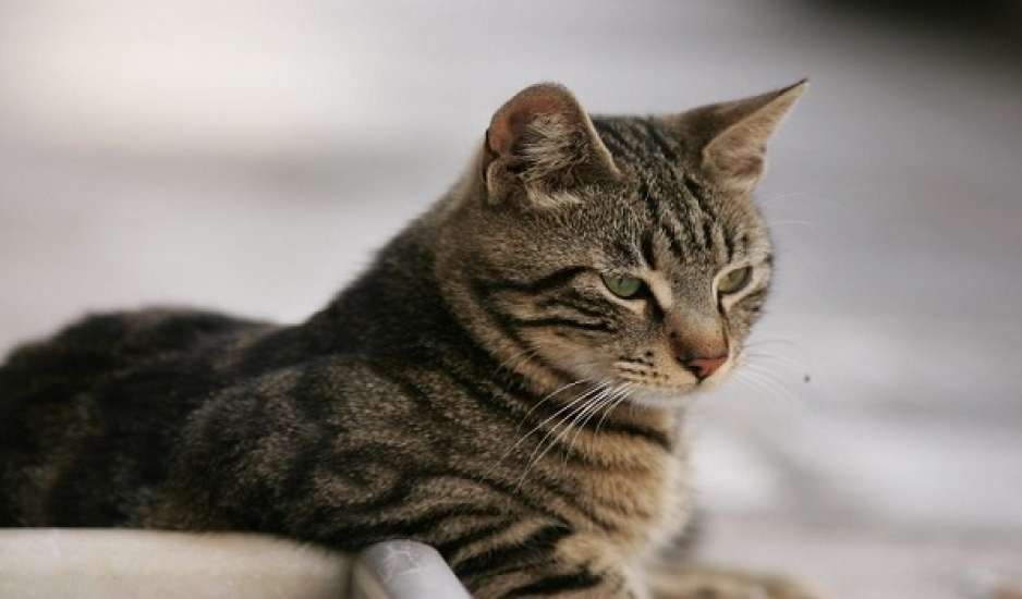 Θεσσαλονίκη: Κλώτσησε αδέσποτη γάτα και συνελήφθη – Έφαγε πρόστιμο 5.000 ευρώ