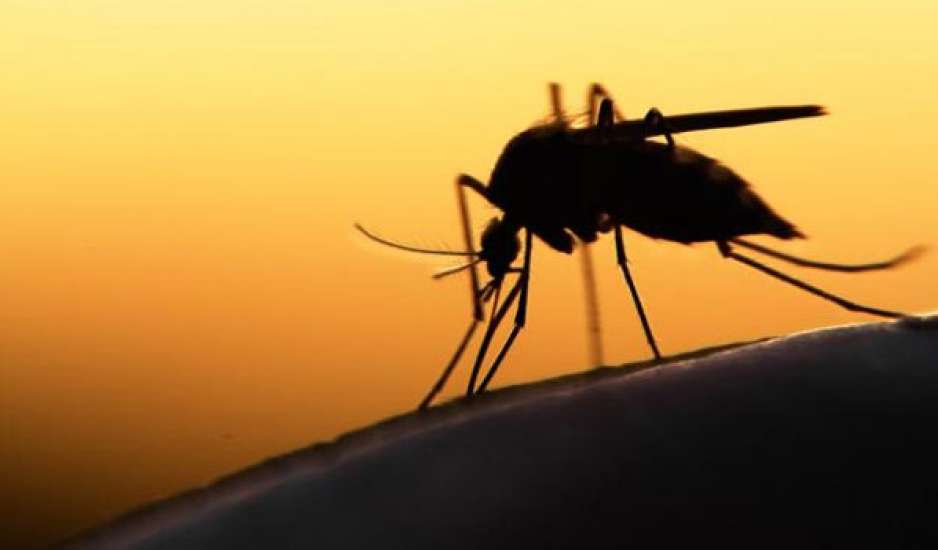Kουνούπια: Γιατί τσιμπούν μερικούς ανθρώπους περισσότερο από άλλους;