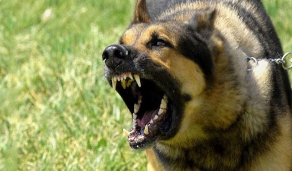 Άνω Λιόσια: Σκυλιά κατασπάραξαν 68χρονη σε σκραπατζίδικο – Συνελήφθη ο ιδιοκτήτης