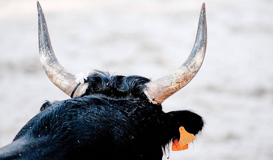 Κόρινθος: Νεκρός 71χρονος από τα κέρατα αφηνιασμένο ταύρου