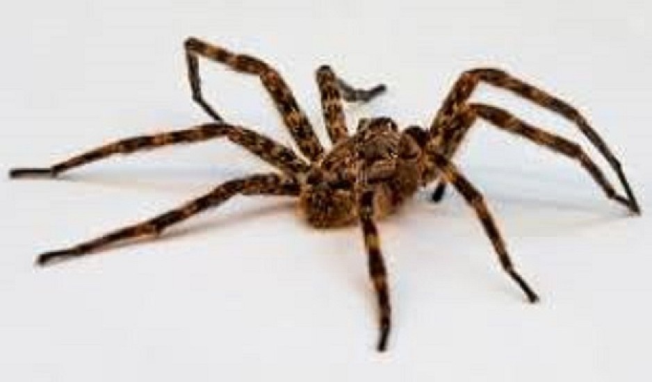 Τεράστιος ιστός αράχνης κατάπιε 300 μέτρα βλάστησης στο Αιτωλικό