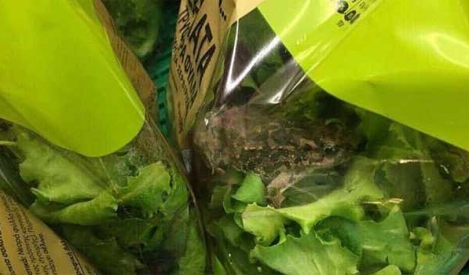 Η αλήθεια για τον βάτραχο που βρέθηκε σε σαλάτα