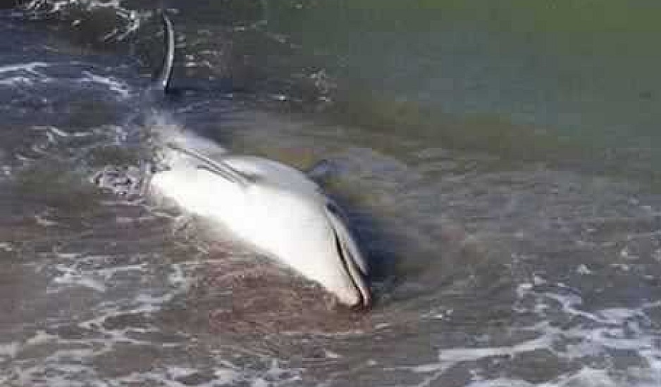 Σάμος: Εντοπίστηκε νεκρό δελφίνι με κομμένη ουρά και τρύπες στο σώμα