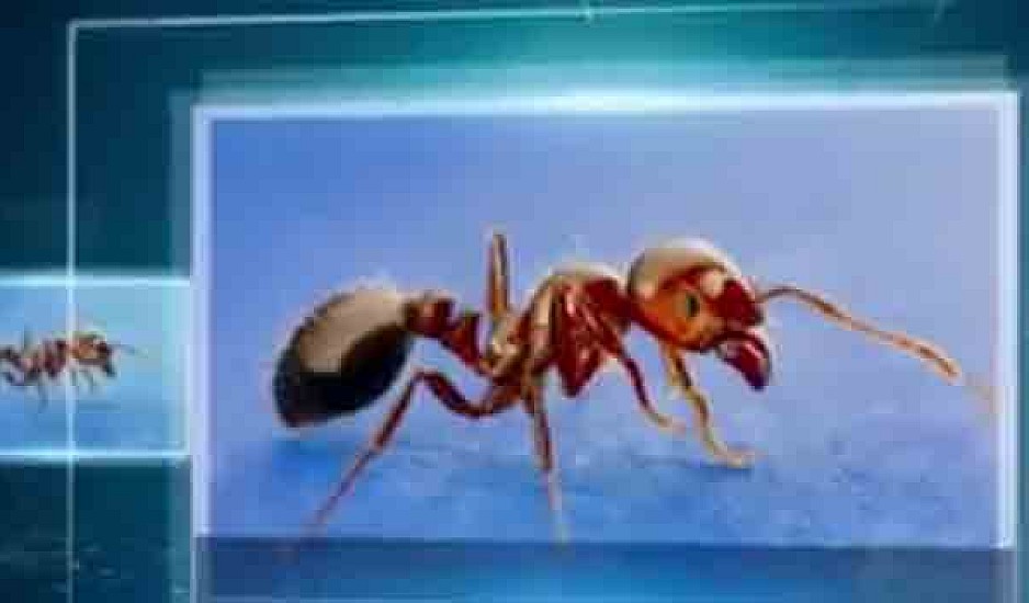 Αυτά είναι τα 10 πιο θανατηφόρα έντομα του κόσμου. Βίντεο