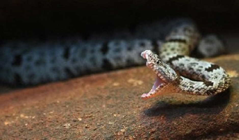 Δάγκωμα φιδιού: Τι πρέπει να κάνετε αν σας δαγκώσει φίδι