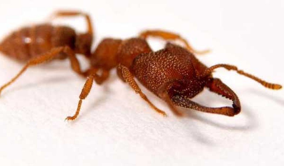 Το μυρμήγκι Δράκουλας είναι το πιο γρηγορότερο πλάσμα στη γη!
