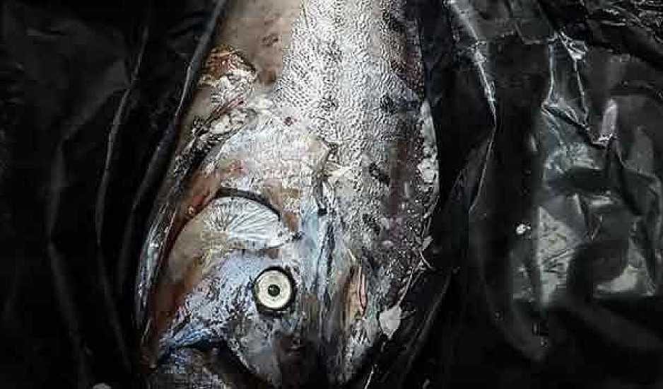 Δεν πίστευαν στα μάτια τους! 5 μέτρα ψάρι έπιασαν στη Χιλή