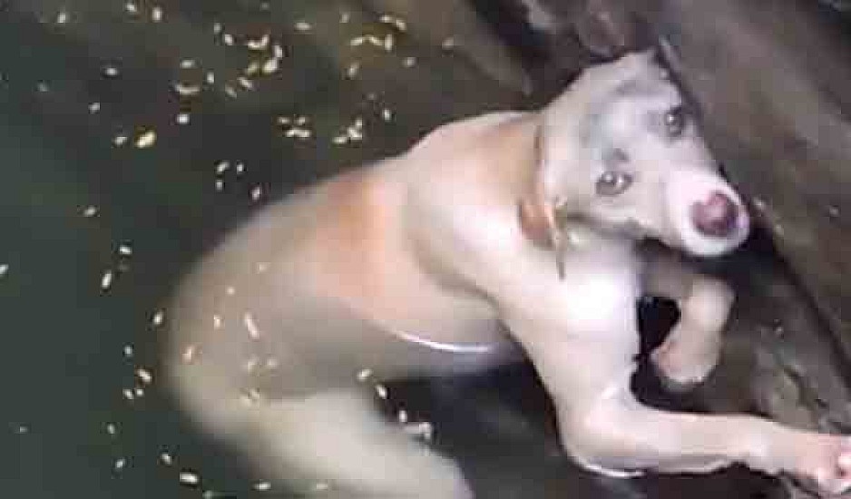 Σκυλίτσα έπεσε σε πηγάδι και κολυμπούσε να κρατηθεί έξω από το νερό. Βίντεο