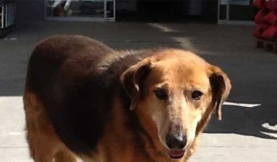 Πέθανε ο Χάτσικο της Κρήτης: Ο σκύλος που περίμενε το αφεντικό του να γυρίσει