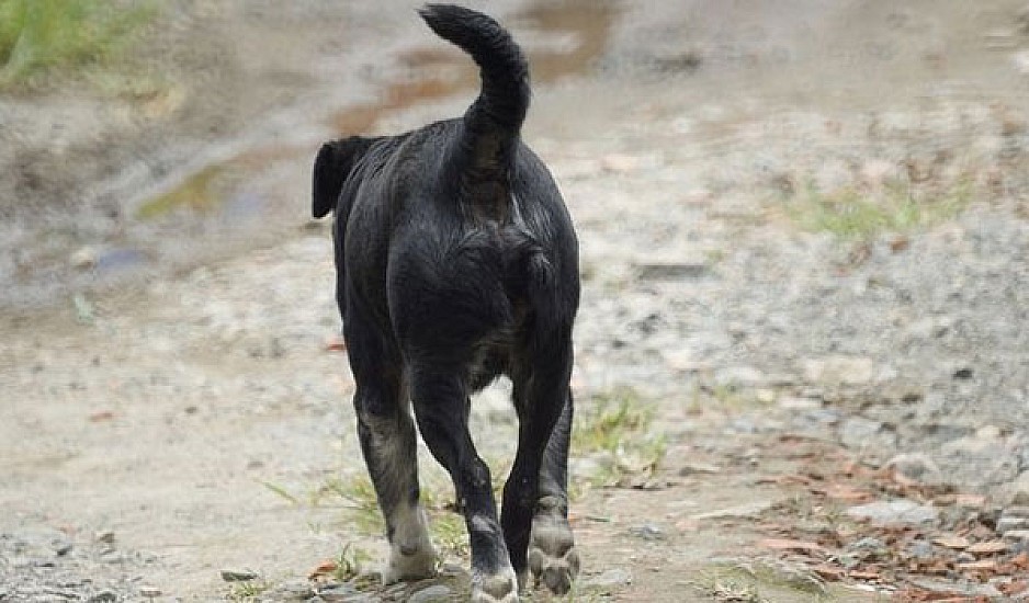Καρπενήσι: Επιχείρηση διάσωσης σκύλων από χαράδρα