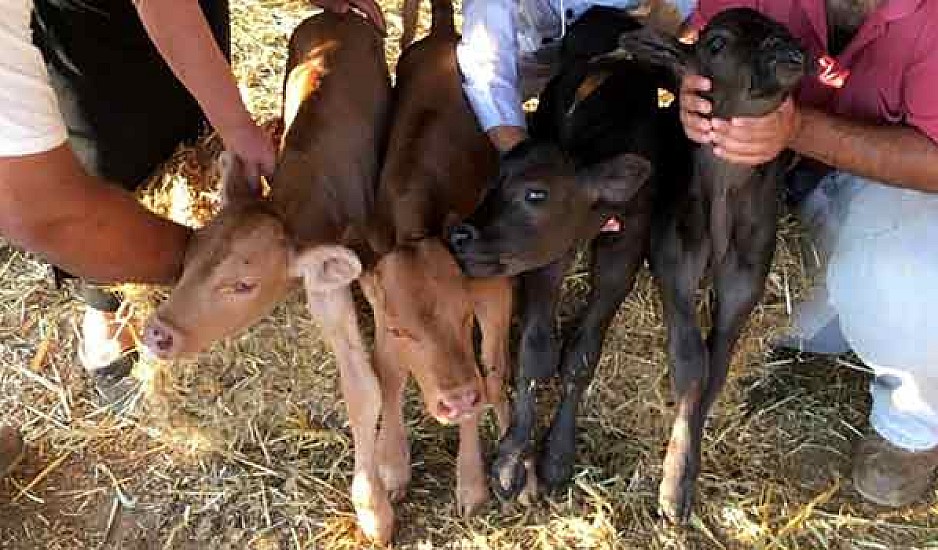 Σπάνιο φαινόμενο στην Άνδρο: Αγελάδα γέννησε τετράδυμα
