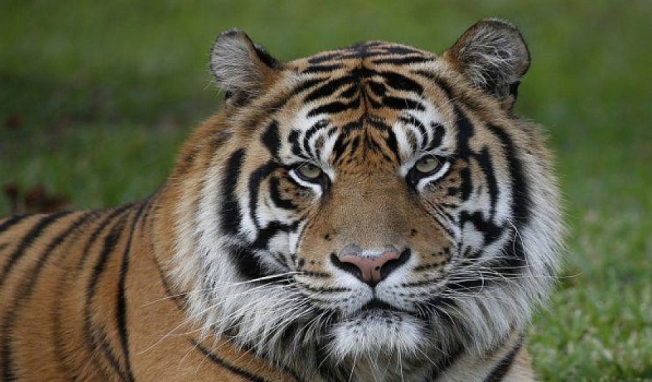 Νέα Υόρκη: Θετική στον κορονοϊό τίγρης στον ζωολογικό κήπο του Μπρονξ