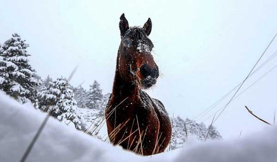 Άγρια άλογα στα χιονισμένα βουνά της Σαμαρίνας
