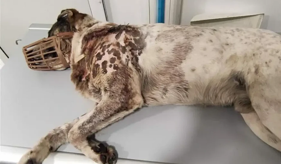 Πήλιο: Ακόμη μία κακοποίηση ζώου – Πυροβόλησε και σκότωσε αδέσποτο σκύλο