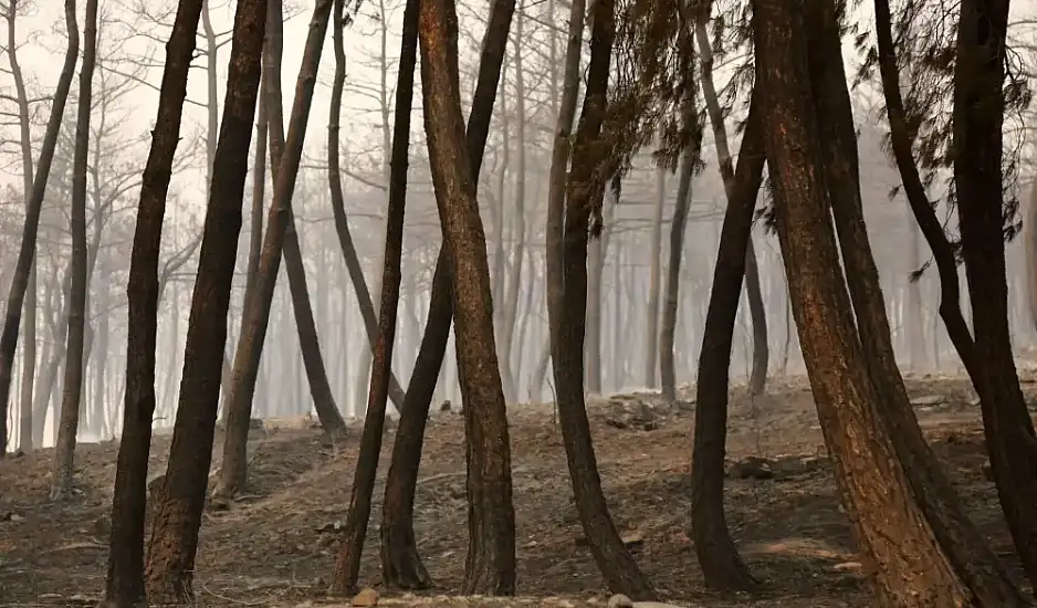 Ασύλληπτη τραγωδία στο δάσος της Δαδιάς: 18 νεκροί μετανάστες - Βρέθηκαν απανθρακωμένοι
