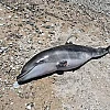 Κόρινθος: Νεκρό ξεβράστηκε το δελφίνι που είχε χάσει τον προσανατολισμό του
