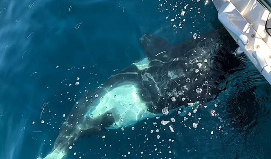 Γιβραλτάρ: Φάλαινες – δολοφόνοι επιτέθηκαν ξανά σε σκάφος – Τι λέει ο καπετάνιος