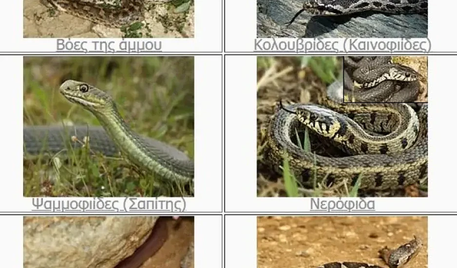 Ποια φίδια στην Ελλάδα έχουν δηλητήριο - Τι ισχύει για τις οχιές, μύθοι και αλήθειες