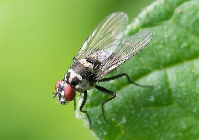 4 τρόποι για να ξεφορτωθείτε τις μύγες