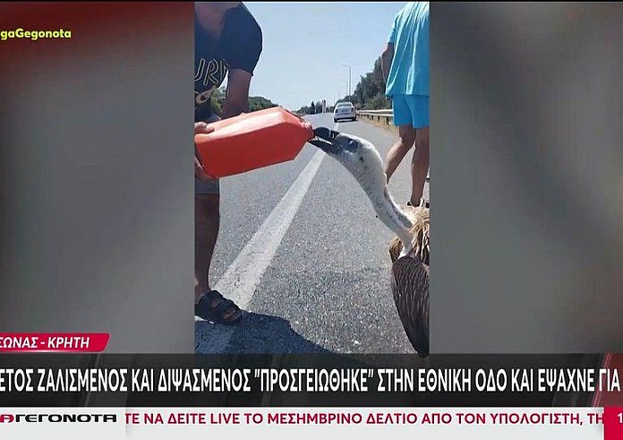Κρήτη: Διψασμένος γυπαετός αναζητούσε νερό στη μέση της Εθνικής