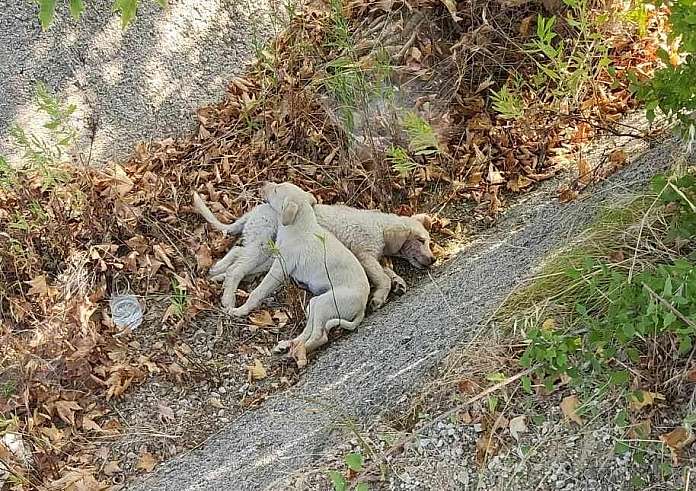 Χαλκιδική: Πέταξε δυο κουτάβια σε τσουβάλι στη μέση του δρόμου για να τα πατήσουν αυτοκίνητα