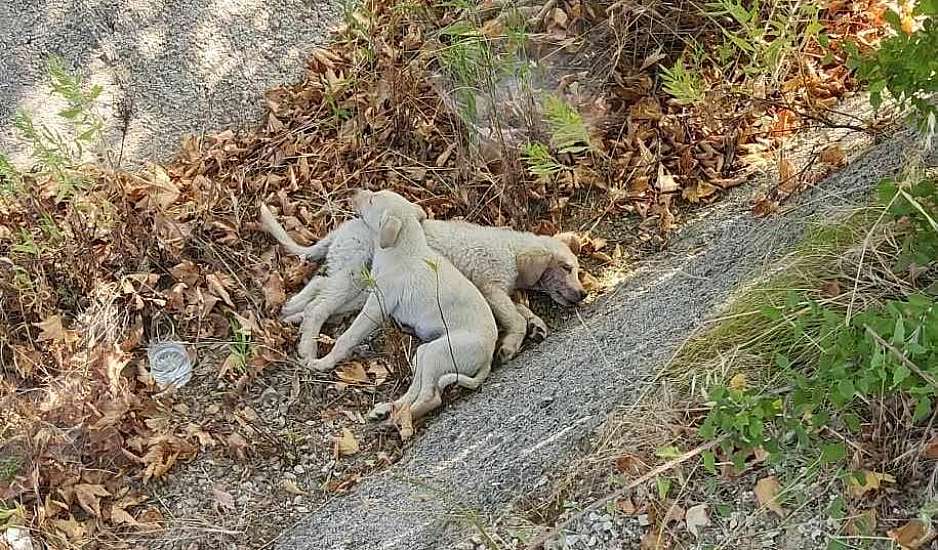 Χαλκιδική: Πέταξε δυο κουτάβια σε τσουβάλι στη μέση του δρόμου για να τα πατήσουν αυτοκίνητα