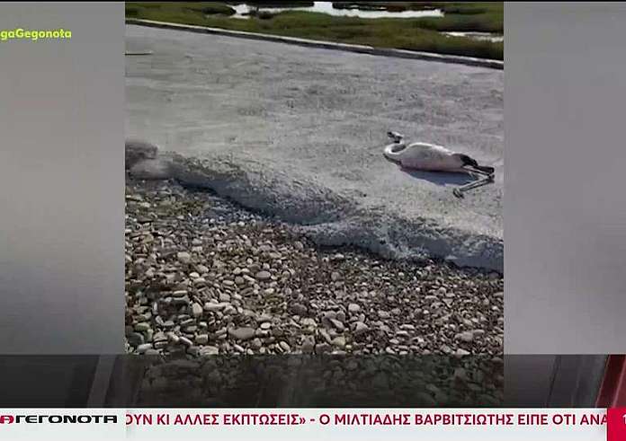 Μεσολόγγι: Πέθαναν δεκάδες φλαμίνγκο από ηλεκτροπληξία