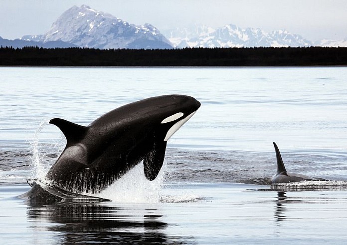 Φάλαινες όρκες επιτίθενται και βυθίζουν γιοτ και ιστιοφόρα