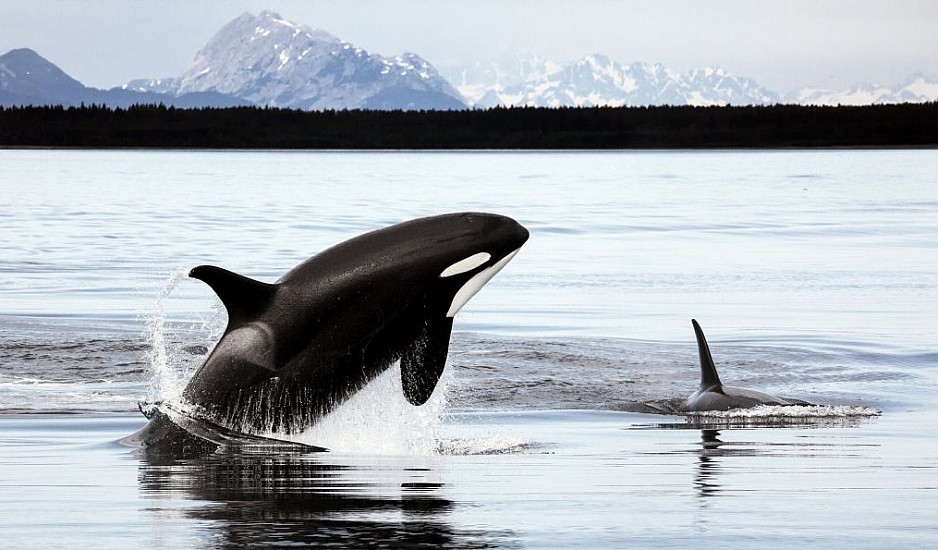 Γιβραλτάρ: Η στιγμή που φάλαινα όρκα επιτίθεται σε σκάφος & καταστρέφει το πηδάλιο