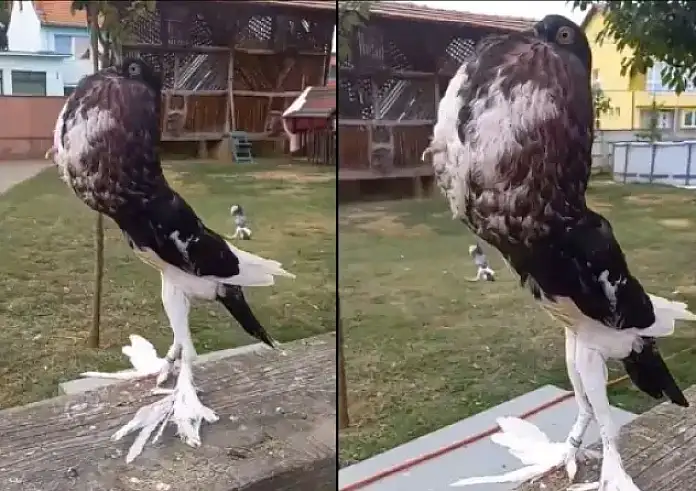 Χαμός με βίντεο στο TikTok: Περιστέρι μοιάζει να βγήκε από το γυμναστήριο
