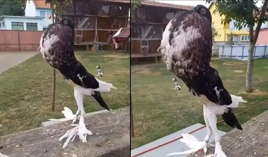 Χαμός με βίντεο στο TikTok: Περιστέρι μοιάζει να βγήκε από το γυμναστήριο
